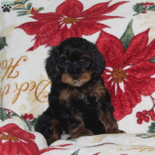 Jingle Bell, Cavapoo Puppy